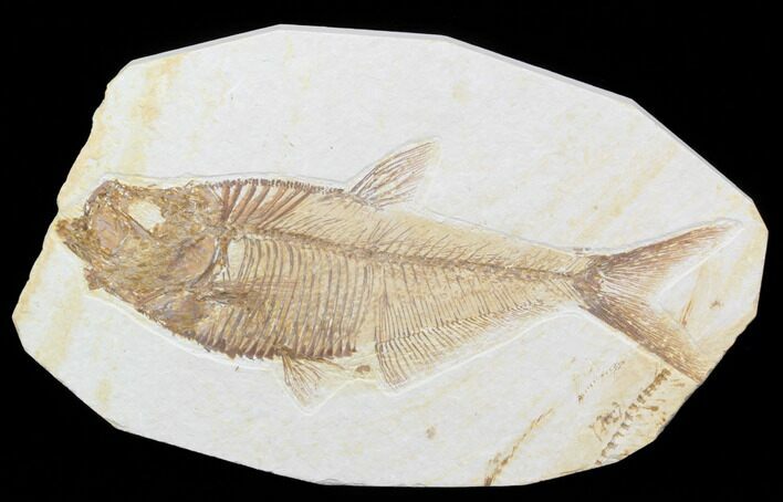 Nice, Diplomystus Fossil Fish - Wyoming #40755